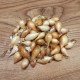 Cibule sazečka Augusta - Allium cepa - prodej cibulek - 250 g
