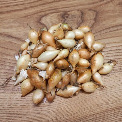 Cibule sazečka Augusta - Allium cepa - prodej cibulek - 250 g