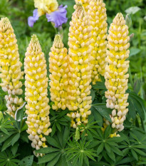 Lupina mnoholistá Gallery Yellow Shades - Lupinus polyphyllus - prodej semen - 20 ks
