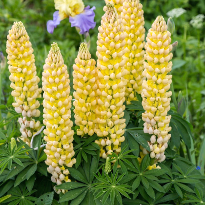 Lupina mnoholistá Gallery Yellow Shades - Lupinus polyphyllus - prodej semen - 20 ks