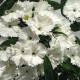Hvozdík Chiba White F1 - Dianthus interspecific - prodej semen - 18 ks