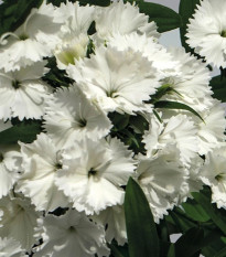 Hvozdík Chiba White F1 - Dianthus interspecific - prodej semen - 18 ks