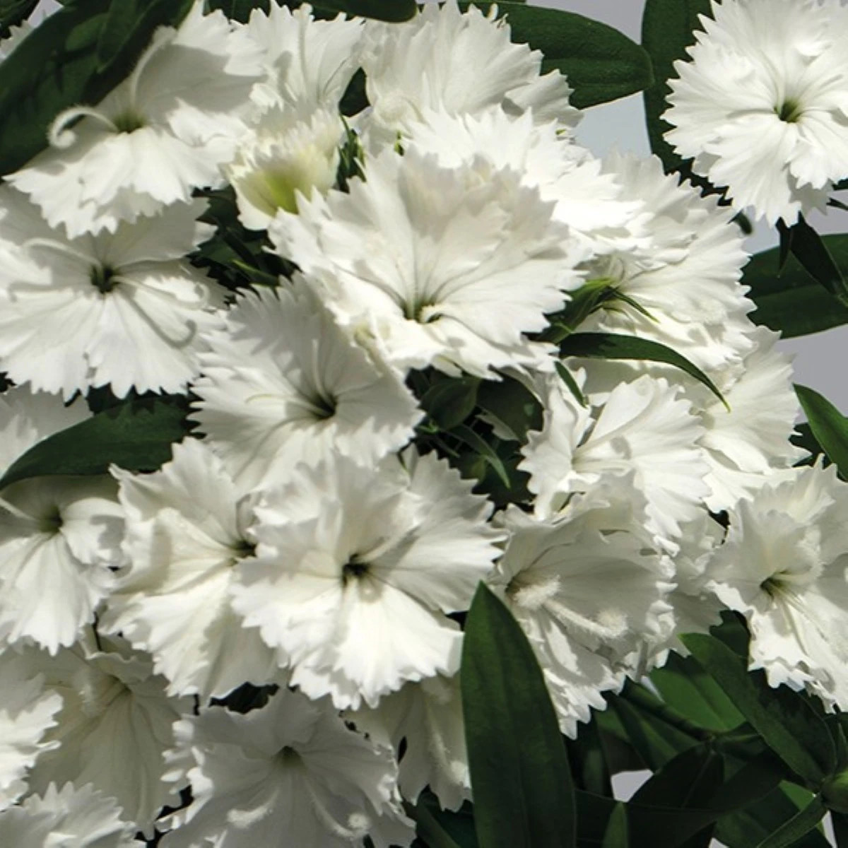 Hvozdík Chiba White F1 - Dianthus interspecific - prodej semen - 18 ks