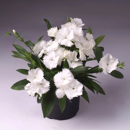 Hvozdík Chiba White F1 - Dianthus interspecific - prodej semen - 18 ks