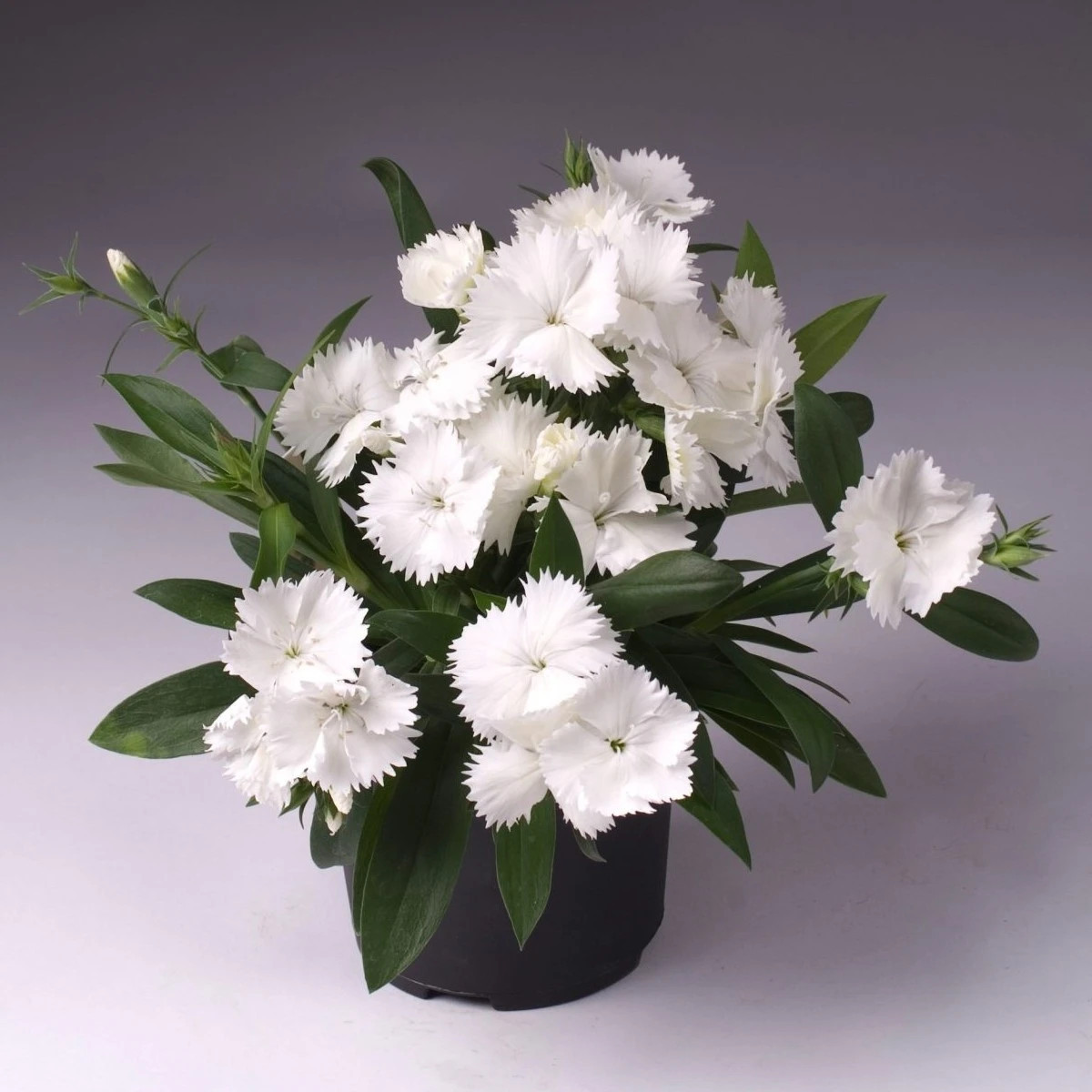 Hvozdík Chiba White F1 - Dianthus interspecific - prodej semen - 18 ks