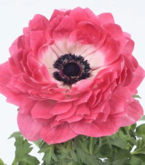 Sasanka Harmony Double Pink - Anemone coronaria - prodej semen - 8 ks