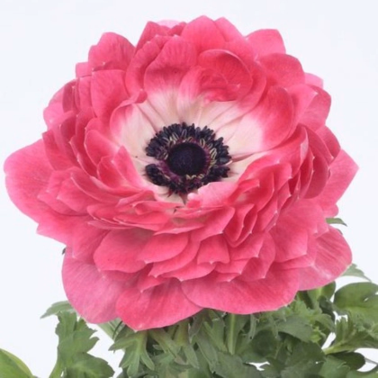 Sasanka Harmony Double Pink - Anemone coronaria - prodej semen - 8 ks