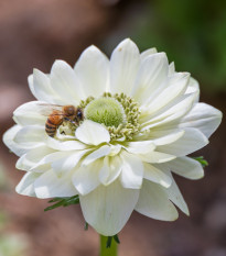 Sasanka Harmony Double White F1 - Anemone coronaria - prodej semen - 8 ks