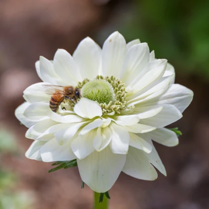 Sasanka Harmony Double White F1 - Anemone coronaria - prodej semen - 8 ks