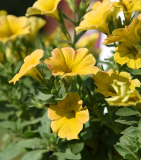 Petchoa Caliburst Yellow - Petchoa Caliburst - prodej semen - 8 ks