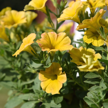 Petchoa Caliburst Yellow - Petchoa Caliburst - prodej semen - 8 ks