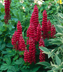 Lupina mnoholistá Gallery Red Shades - Lupinus polyphyllus - prodej semen - 20 ks