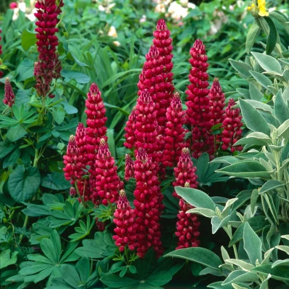 Lupina mnoholistá Gallery Red Shades - Lupinus polyphyllus - prodej semen - 20 ks
