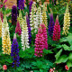 Lupina mnoholistá Gallery Mix - Lupinus polyphyllus - prodej semen - 20 ks