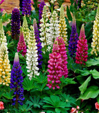 Lupina mnoholistá Gallery Mix - Lupinus polyphyllus - prodej semen - 20 ks