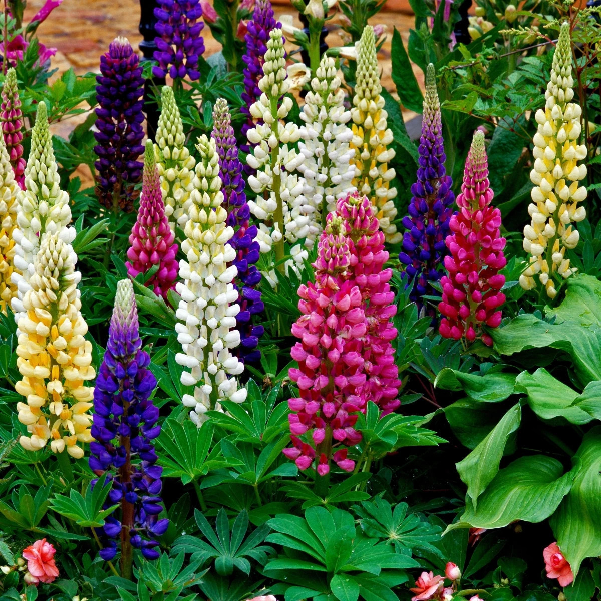 Lupina mnoholistá Gallery Mix - Lupinus polyphyllus - prodej semen - 20 ks