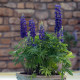 Lupina mnoholistá Mini Gallery Pure Blue - Lupinus polyphyllus - prodej semen - 12 ks