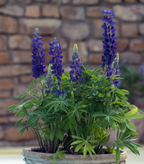 Lupina mnoholistá Mini Gallery Pure Blue - Lupinus polyphyllus - prodej semen - 12 ks