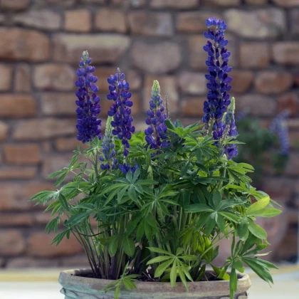 Lupina mnoholistá Mini Gallery Pure Blue - Lupinus polyphyllus - prodej semen - 12 ks