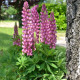 Lupina mnoholistá Mini Gallery Pure Pink - Lupinus polyphyllus - prodej semen - 12 ks