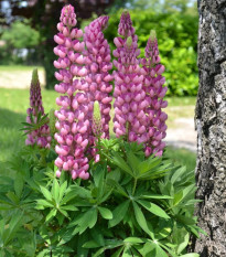 Lupina mnoholistá Mini Gallery Pure Pink - Lupinus polyphyllus - prodej semen - 12 ks