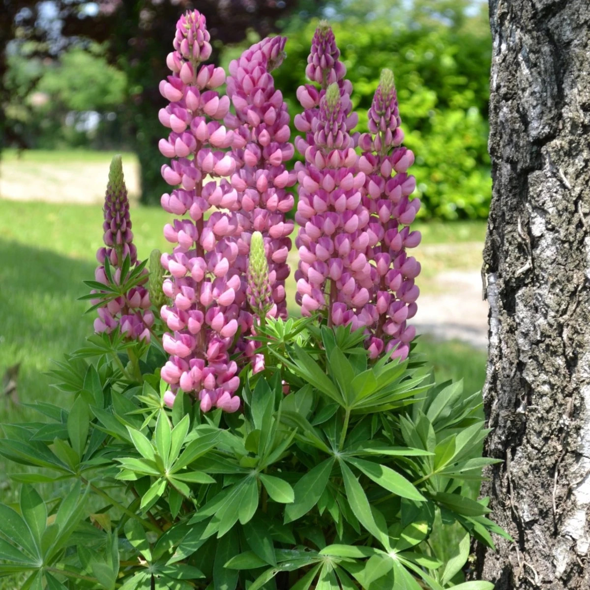 Lupina mnoholistá Mini Gallery Pure Pink - Lupinus polyphyllus - prodej semen - 12 ks