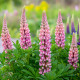 Lupina mnoholistá Gallery Pink Shades - Lupinus polyphyllus - prodej semen - 20 ks