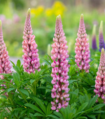 Lupina mnoholistá Gallery Pink Shades - Lupinus polyphyllus - prodej semen - 20 ks