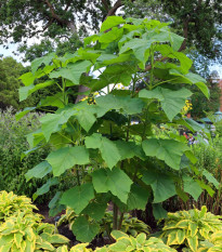 Paulovnie Shan Tong - Paulownia Shantong hybrid - prodej semen - 15 ks