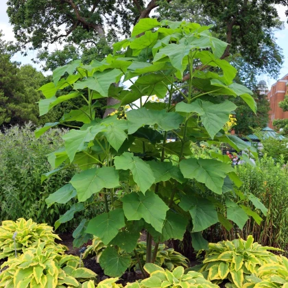 Paulovnie Shan Tong - Paulownia Shantong hybrid - prodej semen - 15 ks