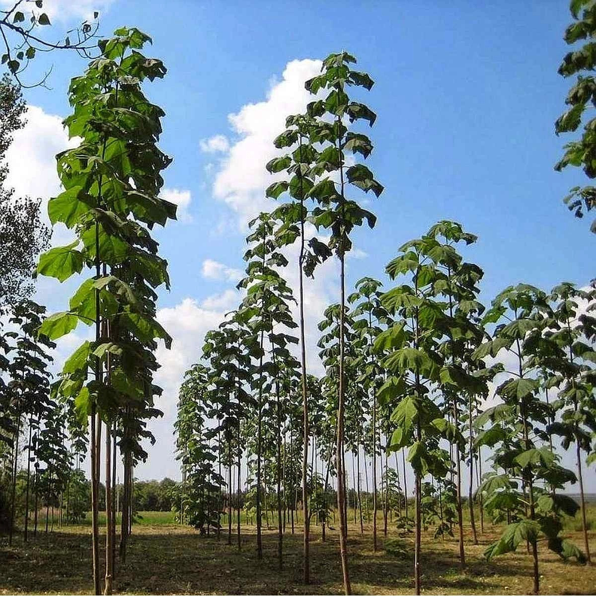 Paulovnie Shan Tong - Paulownia Shantong hybrid - prodej semen - 15 ks