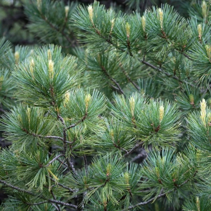 Borovice Limba - Pinus cembra - prodej semen - 7 ks