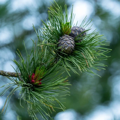 Borovice Limba - Pinus cembra - prodej semen - 7 ks