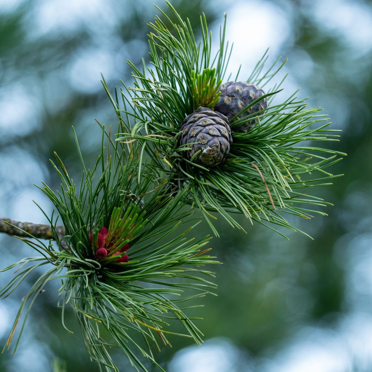 Borovice Limba - Pinus cembra - prodej semen - 7 ks