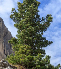 Borovice Limba - Pinus cembra - prodej semen - 7 ks