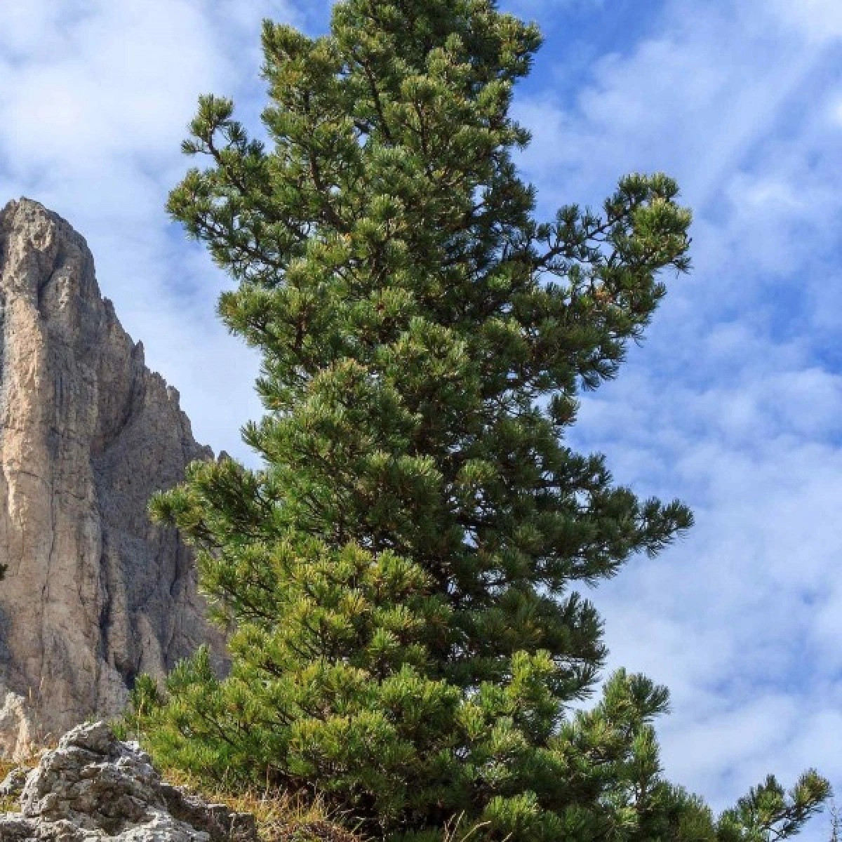 Borovice Limba - Pinus cembra - prodej semen - 7 ks