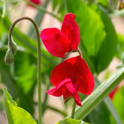 Hrachor Winter Sunshine Scarlet - Lathyrus odoratus - prodej semen - 15 ks