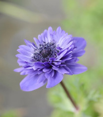 Sasanka Harmony Double Blue F1 - Anemone coronaria - prodej semen - 8 ks