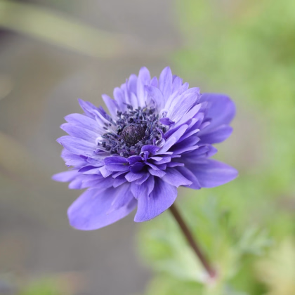 Sasanka Harmony Double Blue F1 - Anemone coronaria - prodej semen - 8 ks