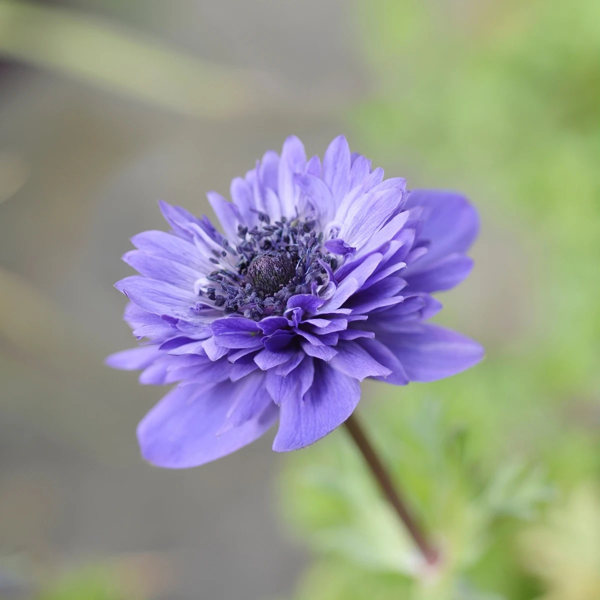 Sasanka Harmony Double Blue F1 - Anemone coronaria - prodej semen - 8 ks
