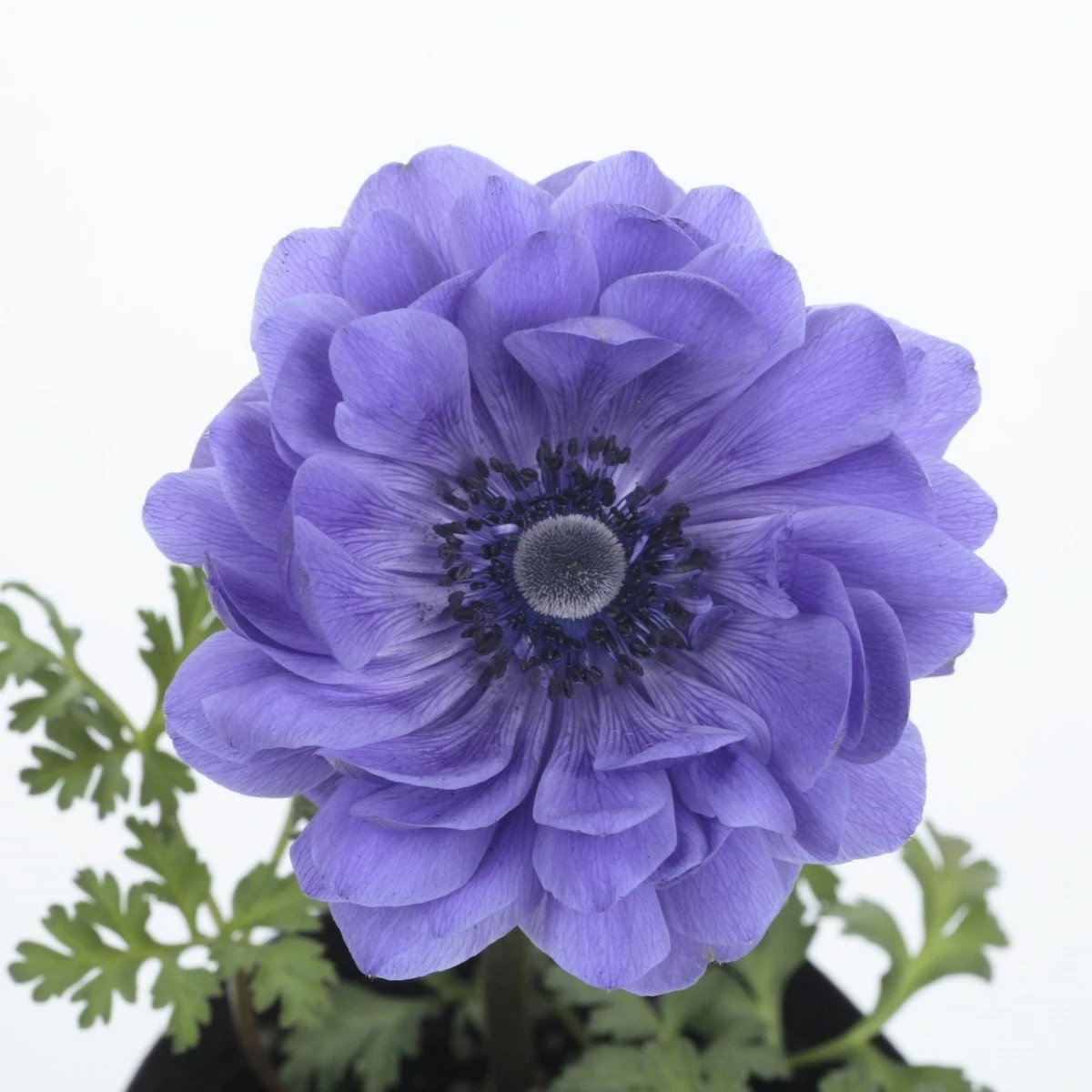 Sasanka Harmony Double Blue F1 - Anemone coronaria - prodej semen - 8 ks
