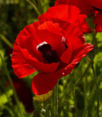 Sasanka Harmony Double Scarlet F1 - Anemone coronaria - prodej semen - 8 ks