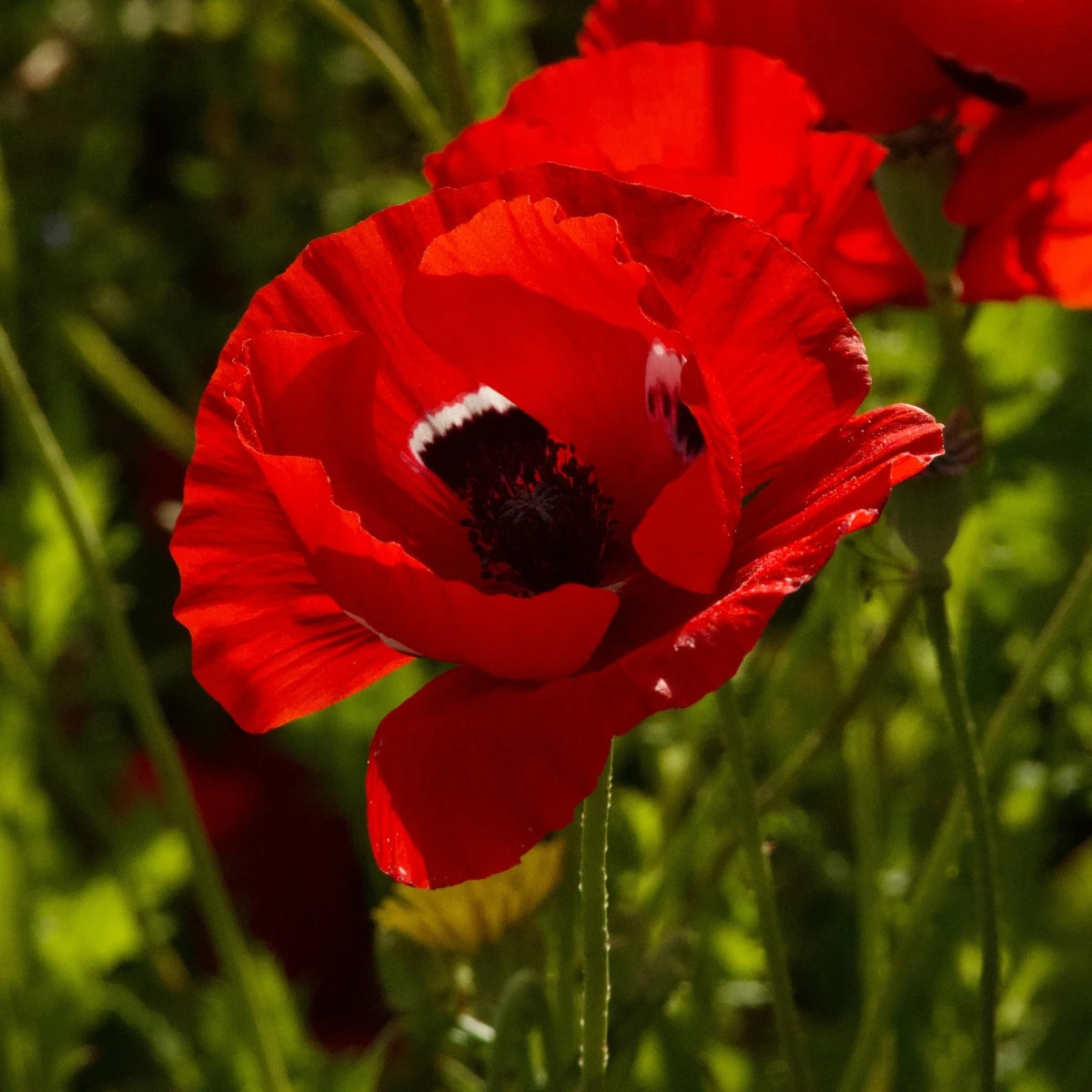 Sasanka Harmony Double Scarlet F1 - Anemone coronaria - prodej semen - 8 ks