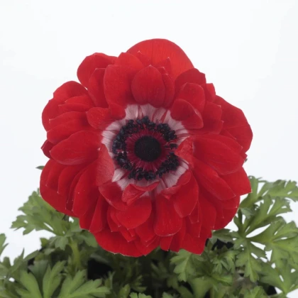 Sasanka Harmony Double Scarlet F1 - Anemone coronaria - prodej semen - 8 ks