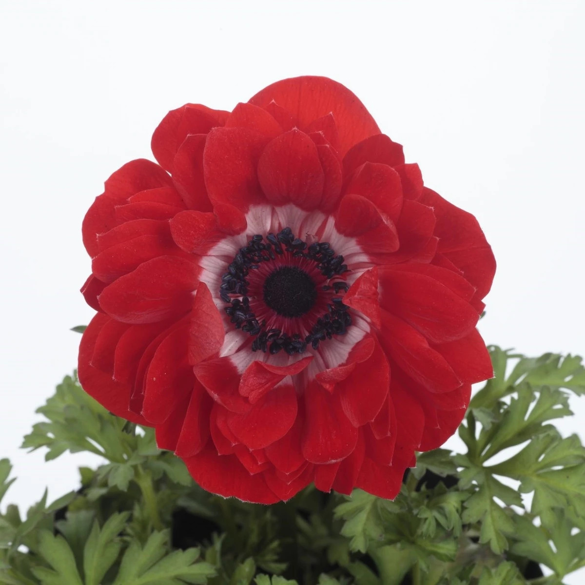 Sasanka Harmony Double Scarlet F1 - Anemone coronaria - prodej semen - 8 ks