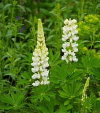 Lupina mnoholistá Gallery White Shades - Lupinus polyphyllus - prodej semen - 20 ks