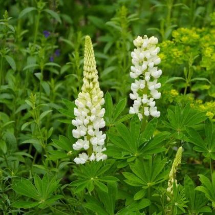 Lupina mnoholistá Gallery White Shades - Lupinus polyphyllus - prodej semen - 20 ks