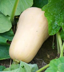 Tykev Jupiter F1 - Cucurbita pepo - prodej semen - 6 ks