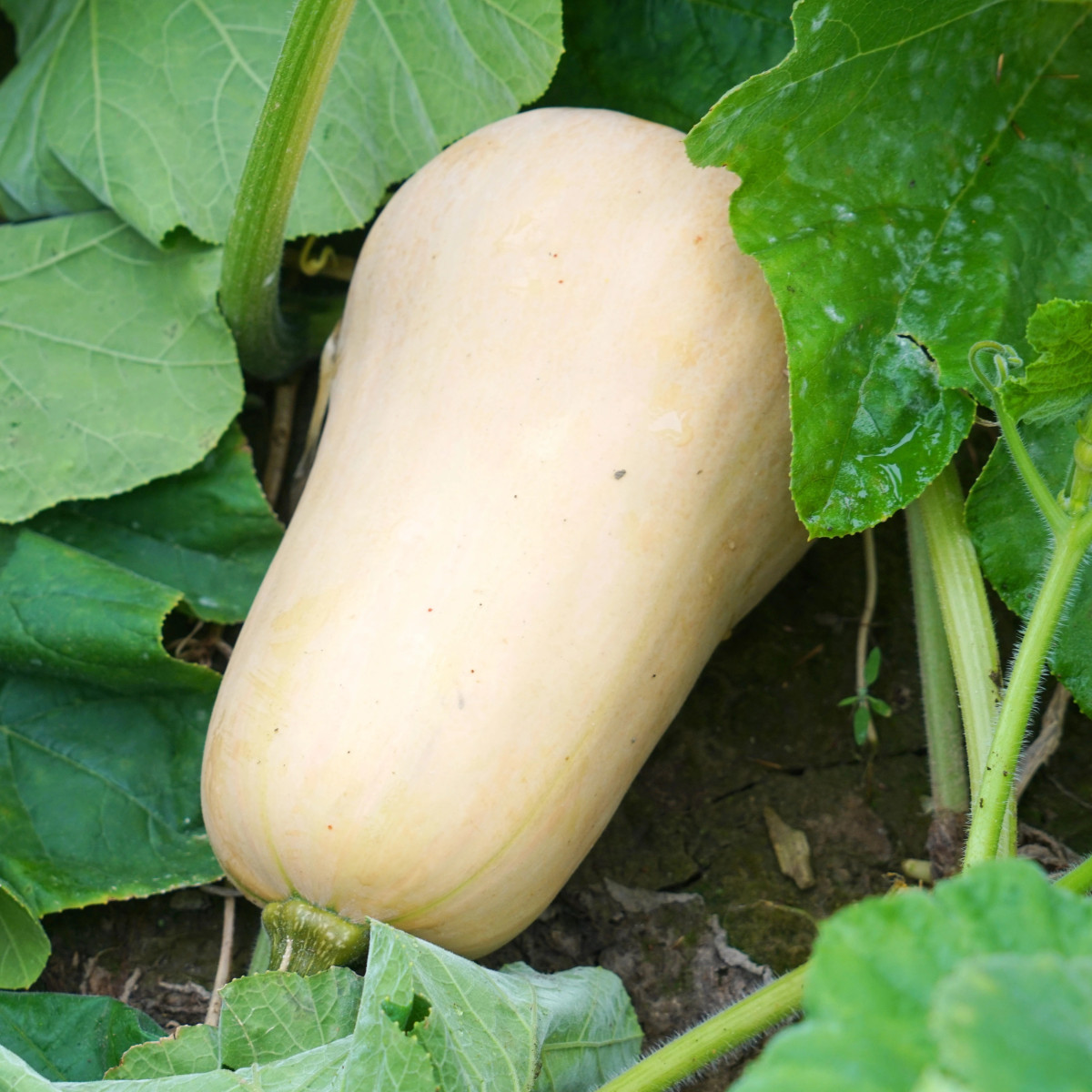 Tykev Jupiter F1 - Cucurbita pepo - prodej semen - 6 ks