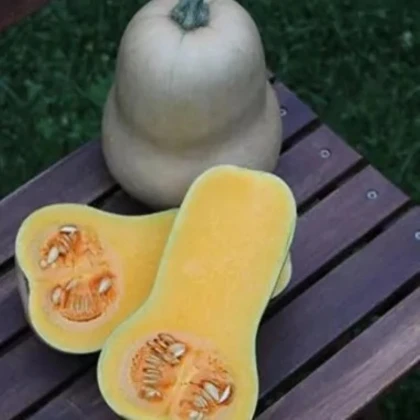 Tykev Jupiter F1 - Cucurbita pepo - prodej semen - 6 ks